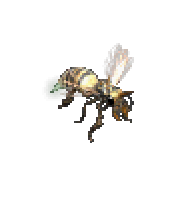 毒殺人蜂
