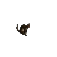 貓