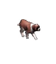 聖伯納犬