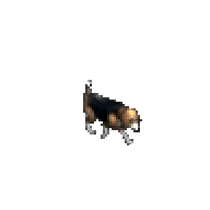 小獵犬